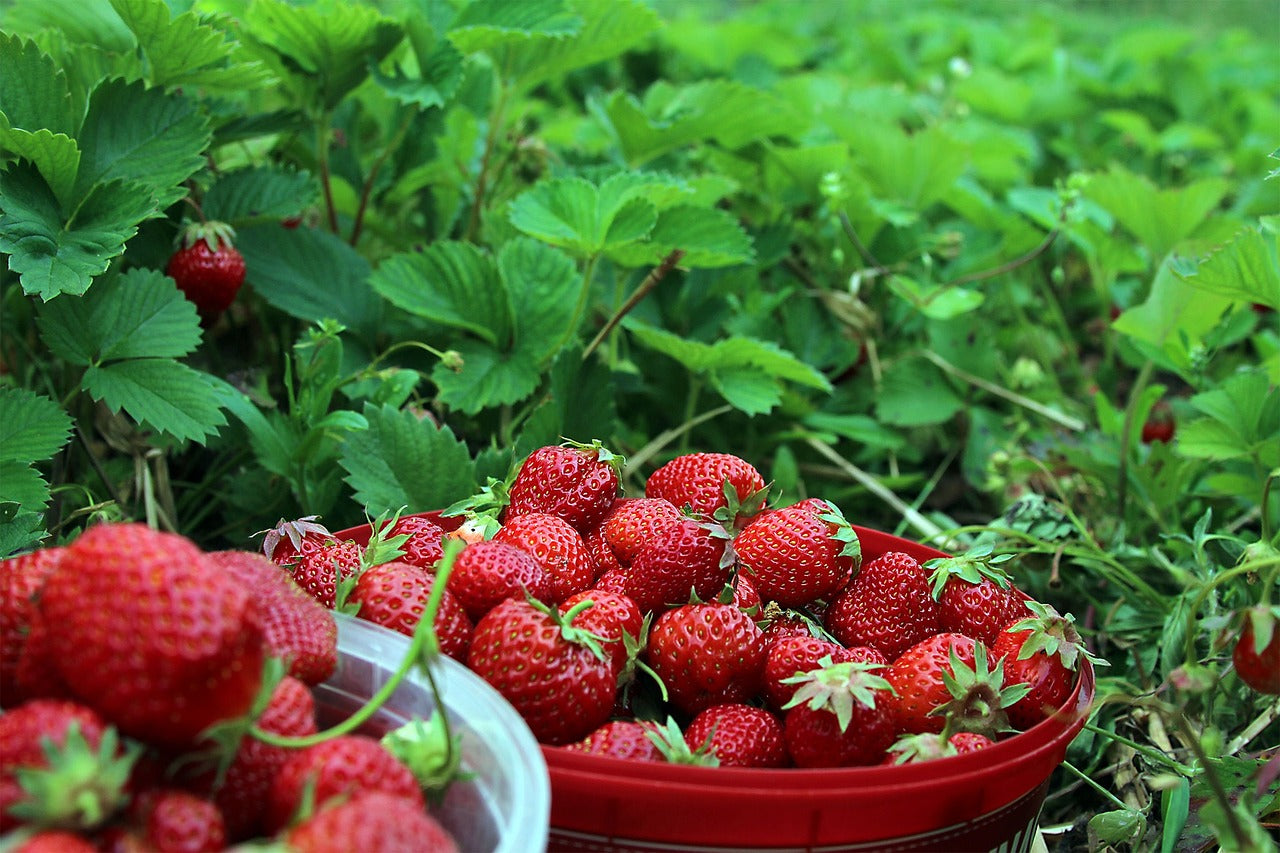 Cultivo de fresas