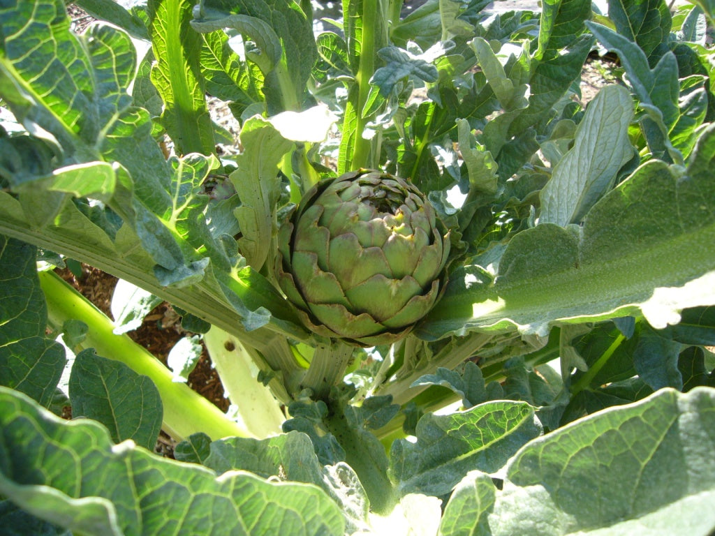 Alcachofa en planta