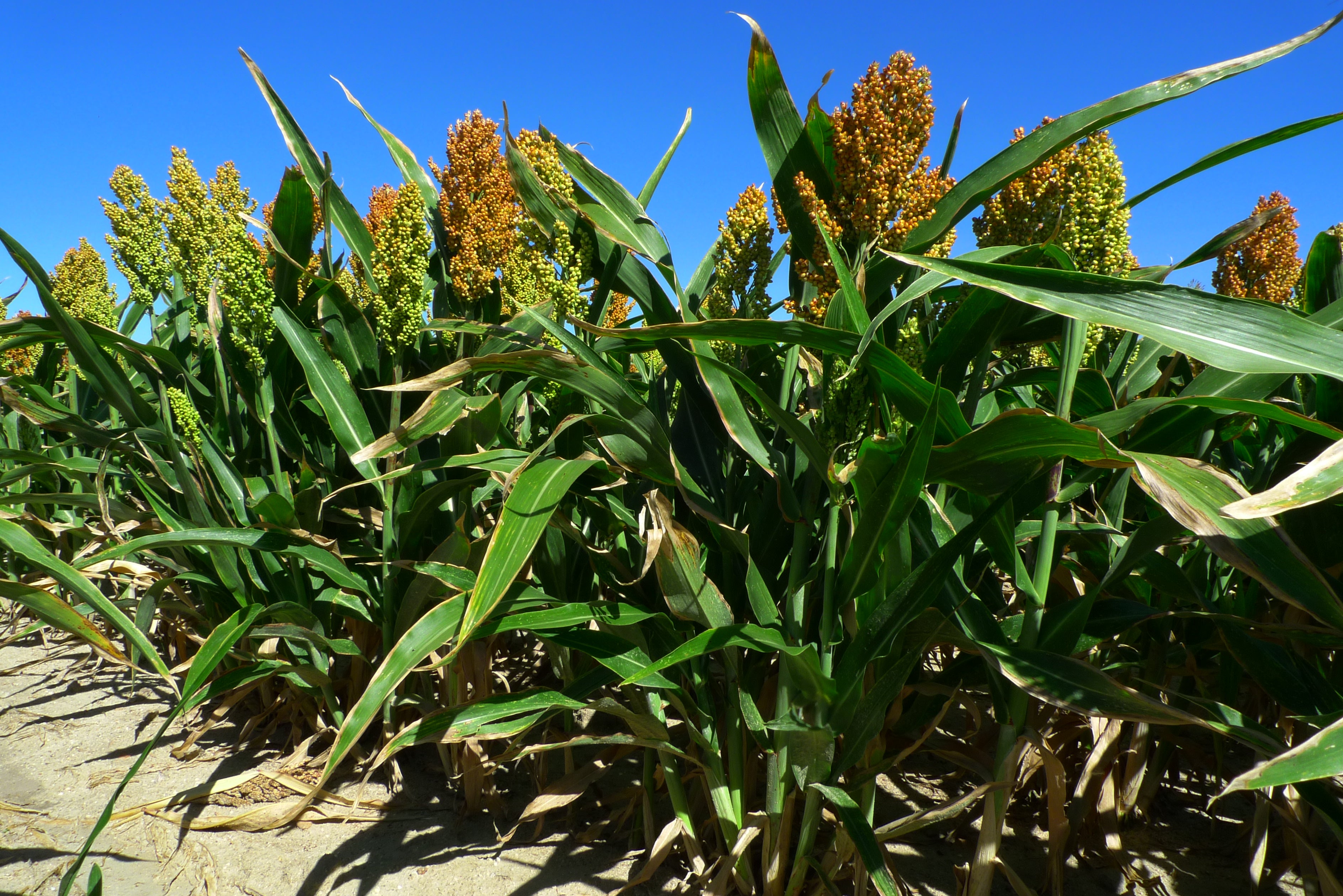 Campo de sorgo en Ávila