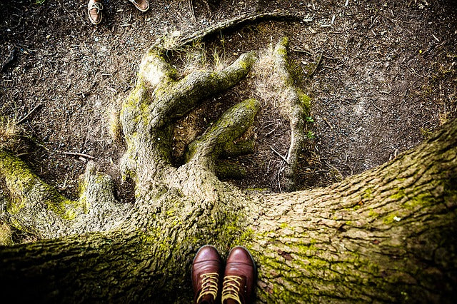 Trucos para potenciar el enraizamiento