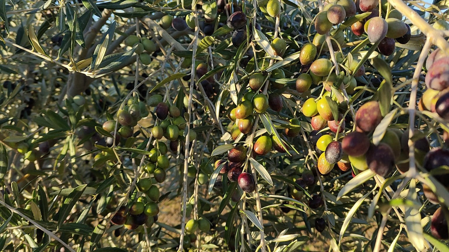 Variedades de olivo en España