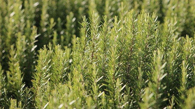 Las plantas aromáticas están de vuelta en nuestra alimentación, y no solo eso: su aplicación a la nutrición animal deja interesantes conclusiones.