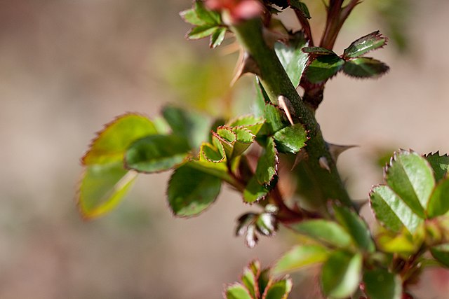 Rosales: cuidado con los suelos limosos