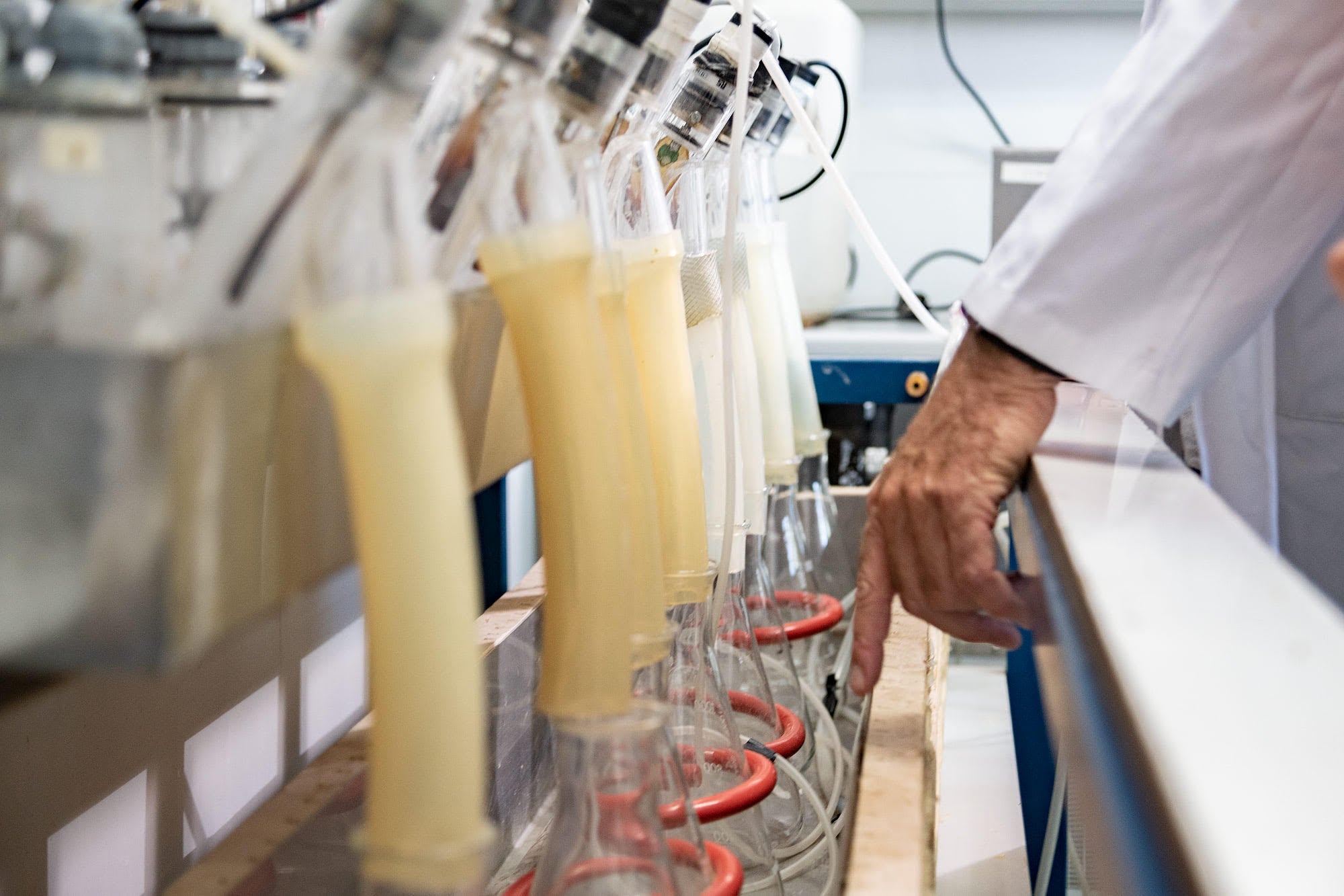 Los suplementos de aceites vegetales en la dieta de los rumiantes reducen la formación de metano a nivel microbiano