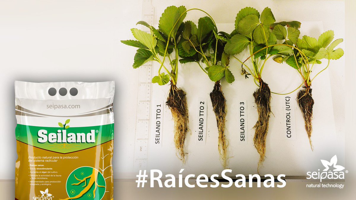Eficacia de SEILAND® en el cultivo de olivar superintensivo