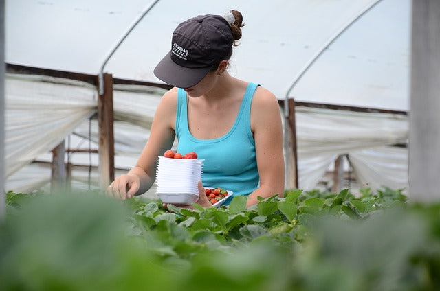 Startup dedicada a la agricultura (recogida de la fresa)