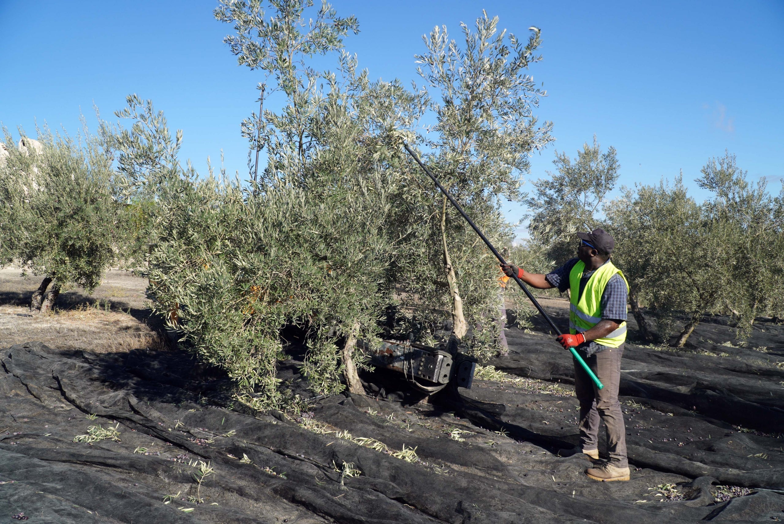 Comienza la Recogida de la Aceituna en Sierra de Cazorla: Se Espera una Cosecha Saludable
