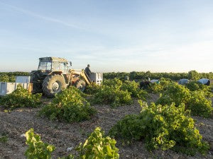 Cooperativas Agro-alimentarias prevé una vendimia de 43-44 millones de hectolitros