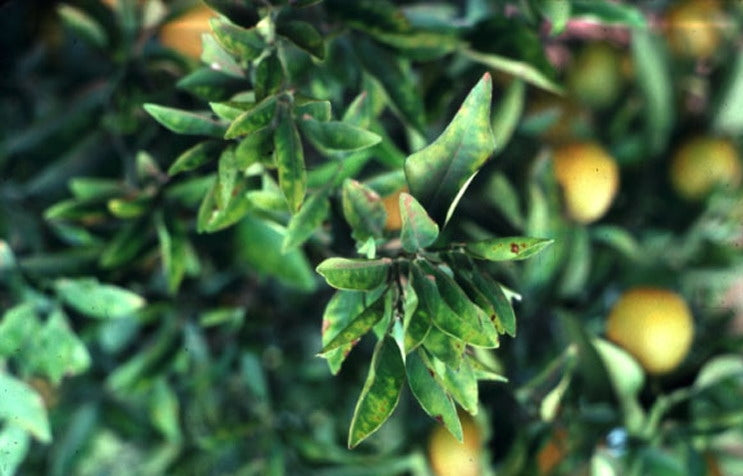 Cítricos afectados por Xylella Fastidiosa