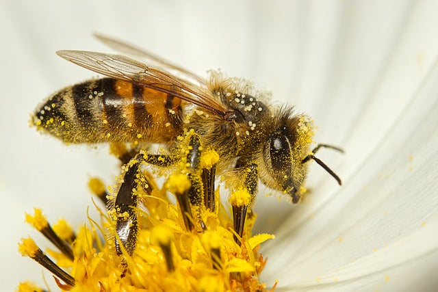 Consejos de abonado para la floración