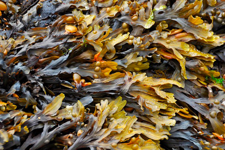Las algas marinas, la posible clave de la agricultura regenerativa
