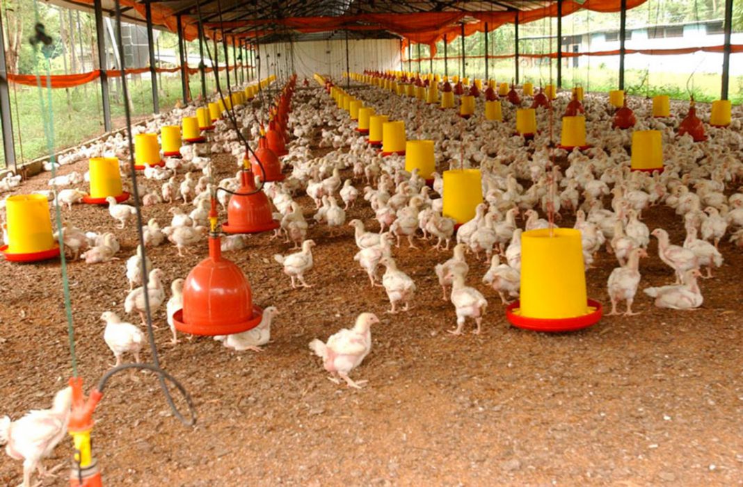 8 tipos de bebederos para gallinas y aves de corral que debes conocer
