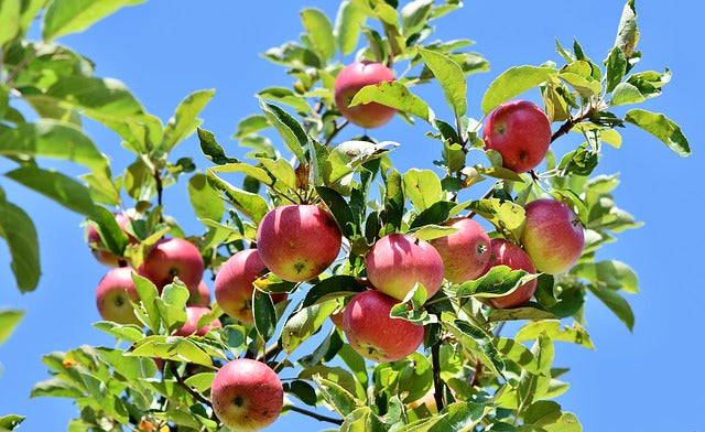 maduración, floración y cuaje de frutales