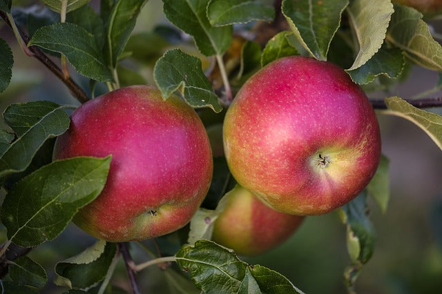 Manzanas en un árbol