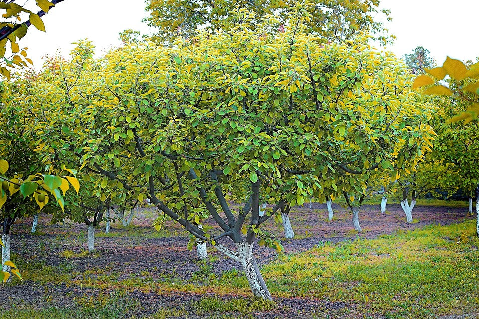 Plantación de albaricoqueros