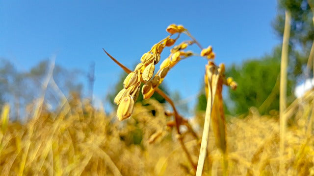 Arroz dorado en el campo