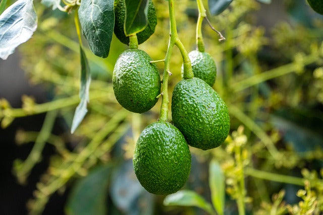 aguacates pequeños