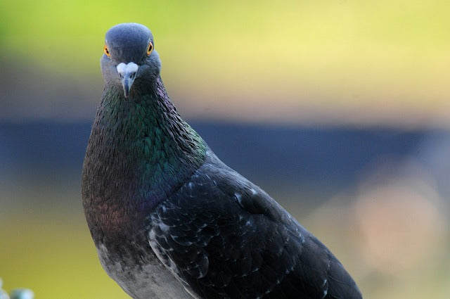 Jaulas para Palomas. Características, Cuidados y Alimentación