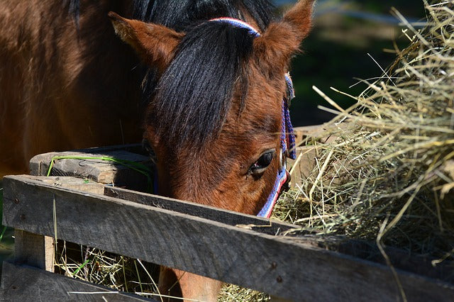 Nuevo pienso para caballos en Sembralia