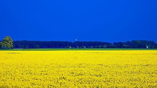 Cerealistas: ¿por qué suben los precios en las lonjas?
