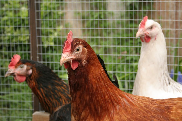 Tipos de Ponederos de Huevos para Gallinas. Características y Ventajas de los Nidales para Gallinas