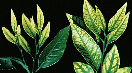 Zinc en el Cultivo de Plantas. Funciones, deficiencia, síntomas y fuentes del micronutriente zinc en la agricultura