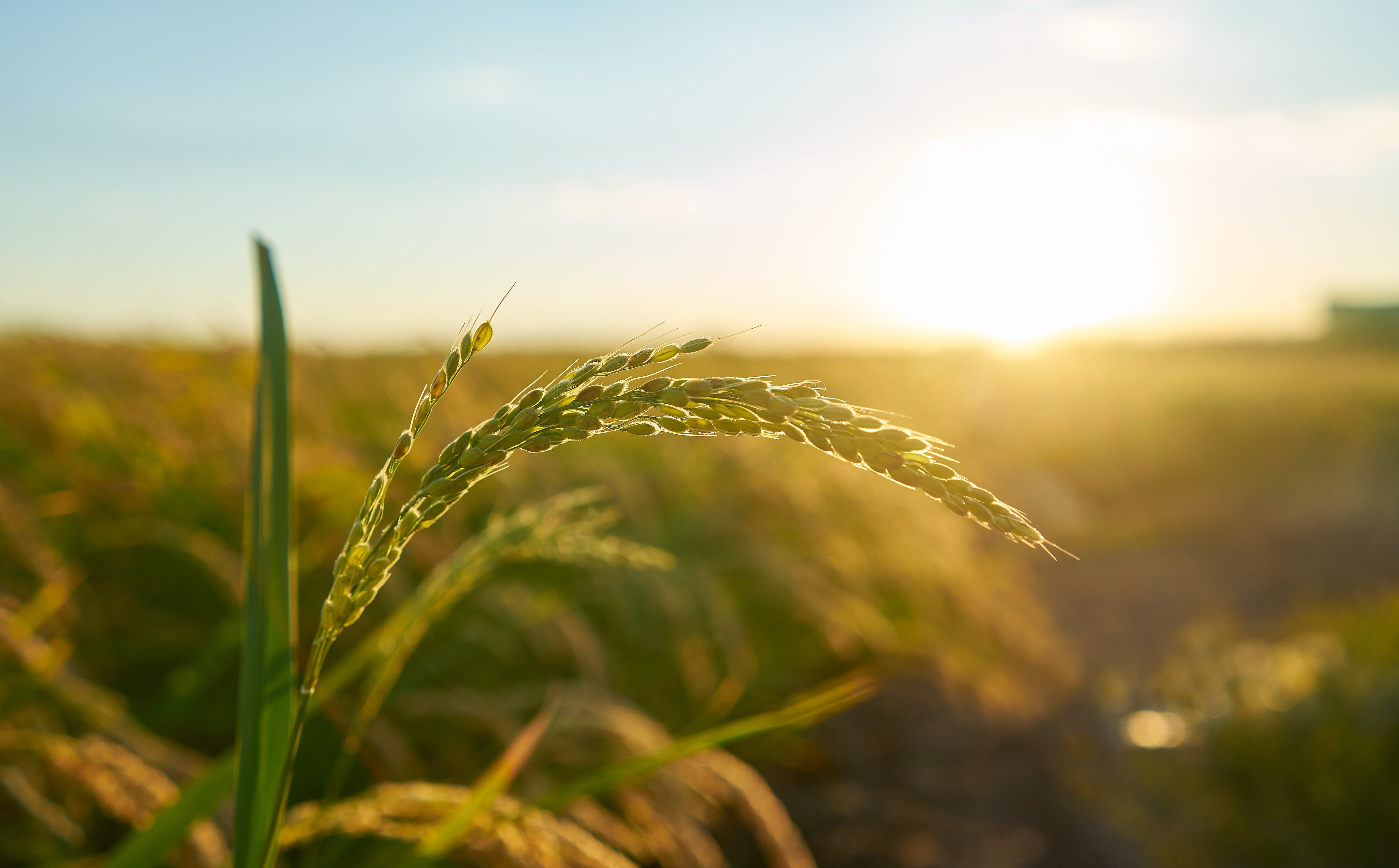 Agricultura regenerativa: el camino hacia un campo más productivo, resiliente y sostenible