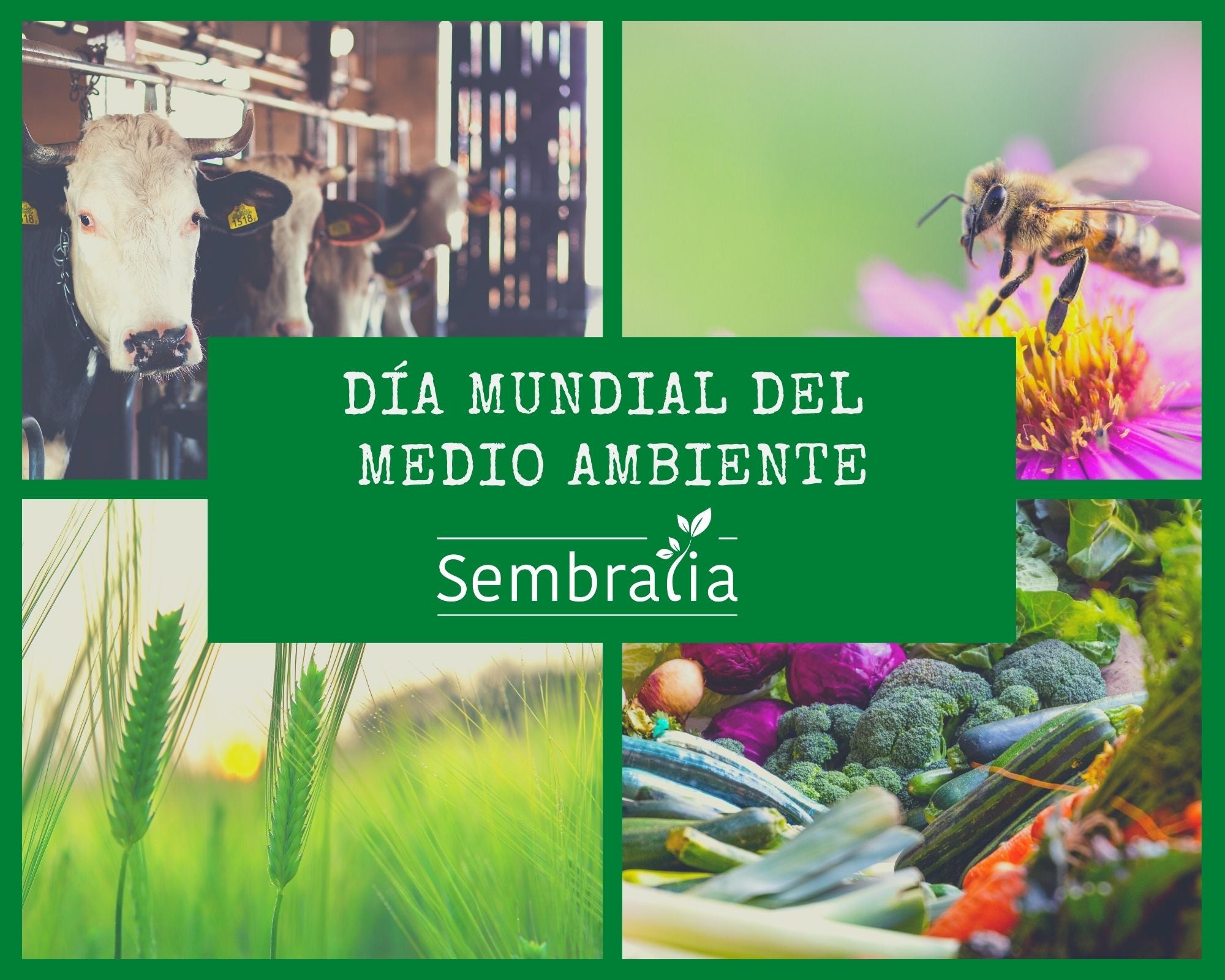Día mundial del medio ambiente