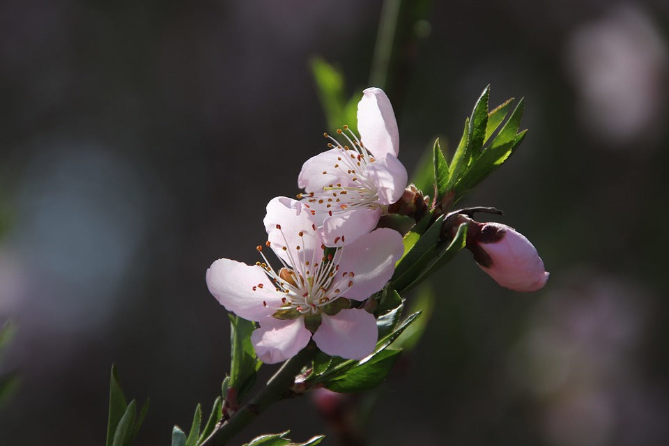 Melocotonero en flor