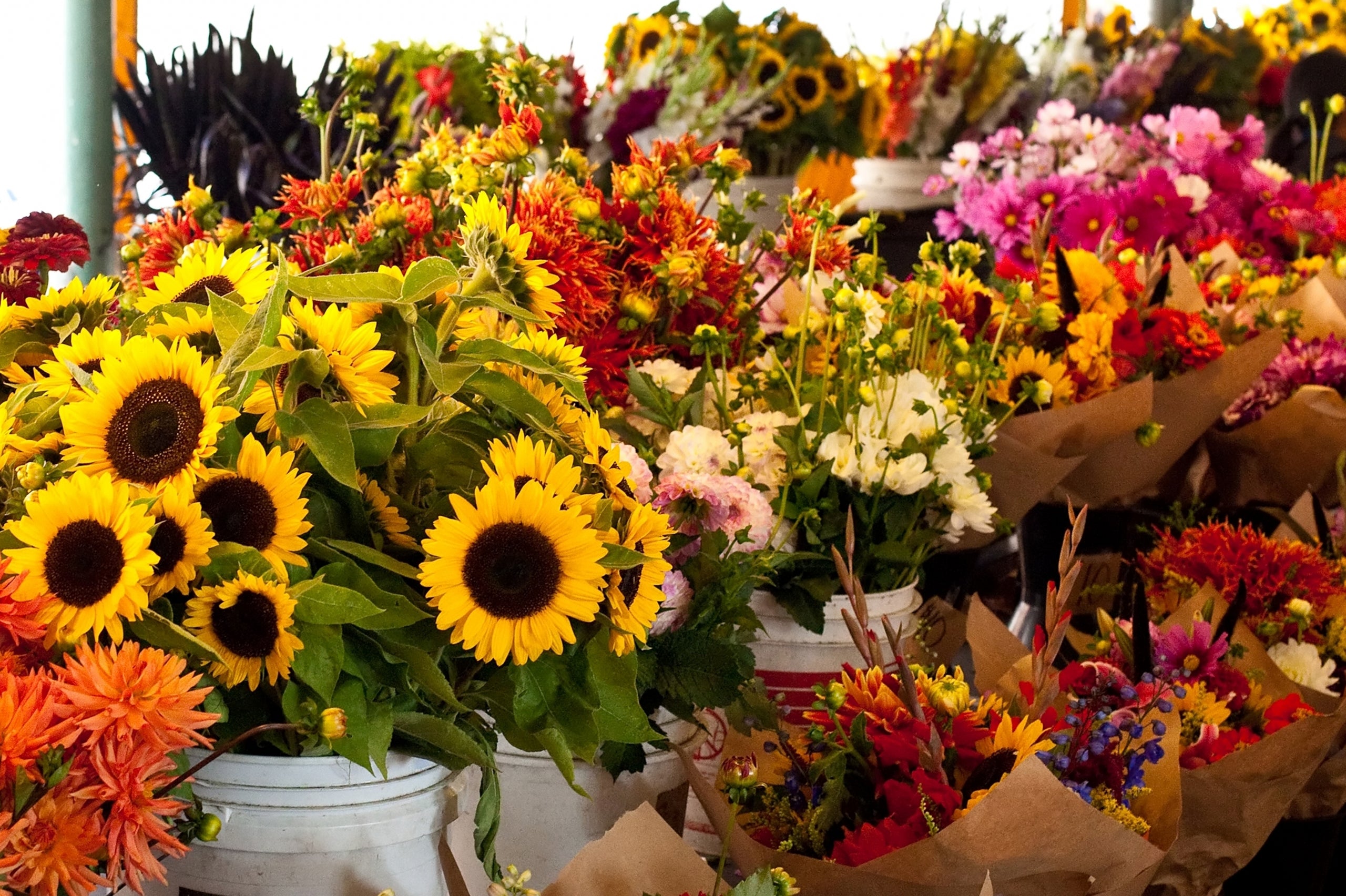 Sector de la flor cortada y planta ornamental: 10'5 millones de euros en ayudas