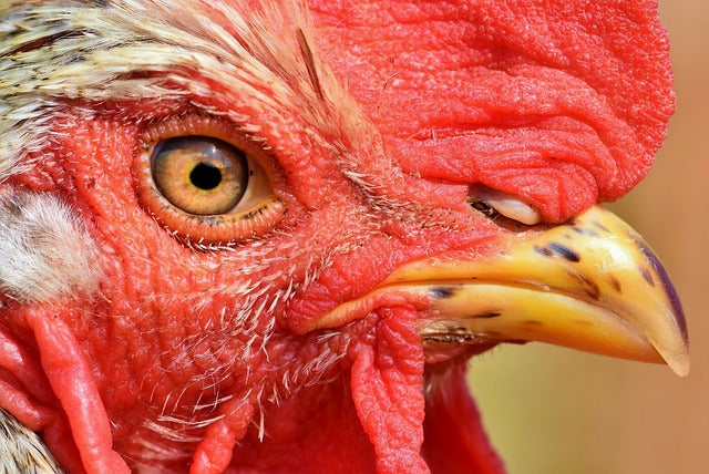 Tipos de desplumadoras para pollos y pavos: todo lo que debes saber