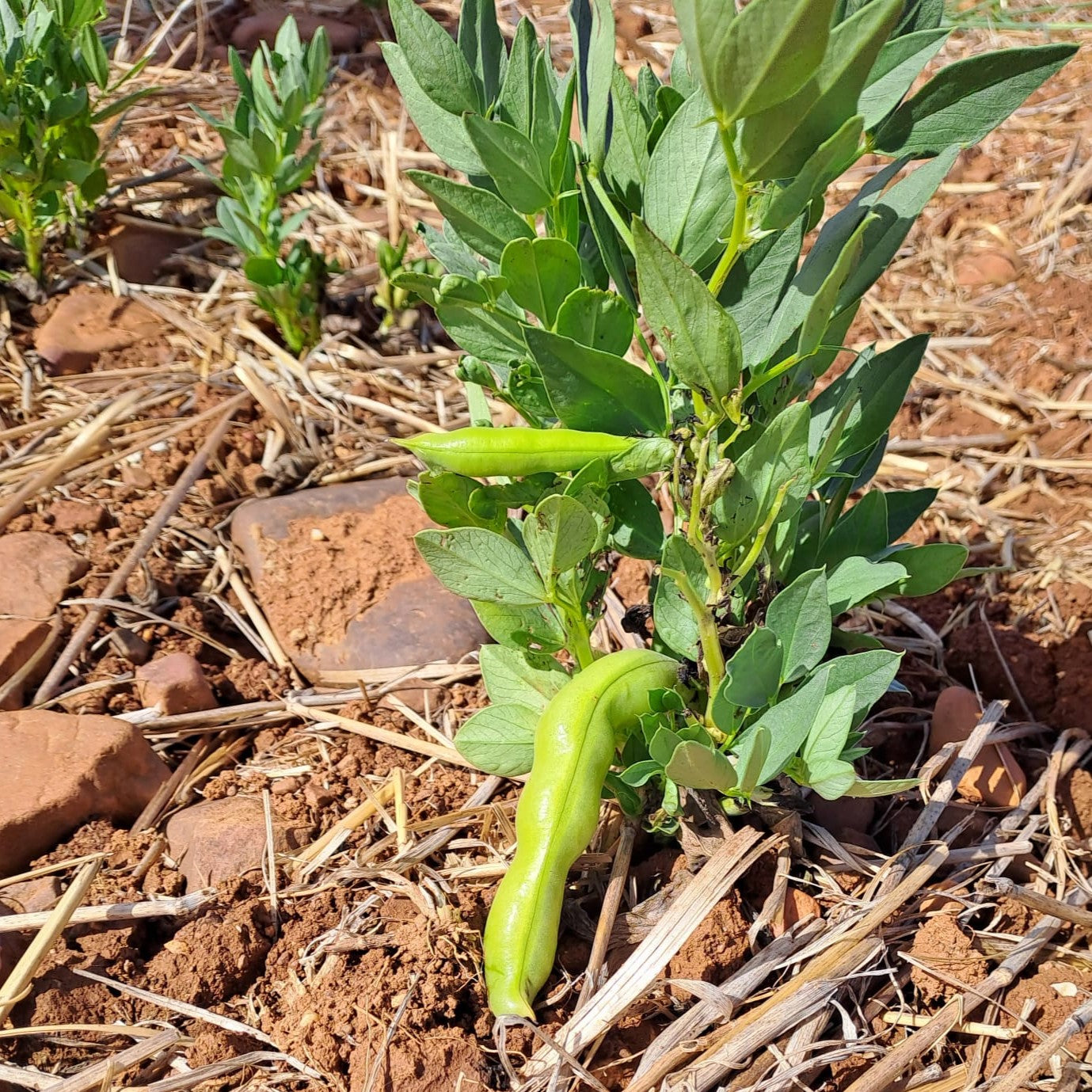 Las proteínas vegetales son una fuente de nutrientes