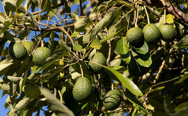 Aguacates en el árbol