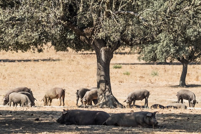 Cooperativas Agro-alimentarias de España traslada al Ministerio la necesidad de modificar su propuesta de ayudas al ibérico