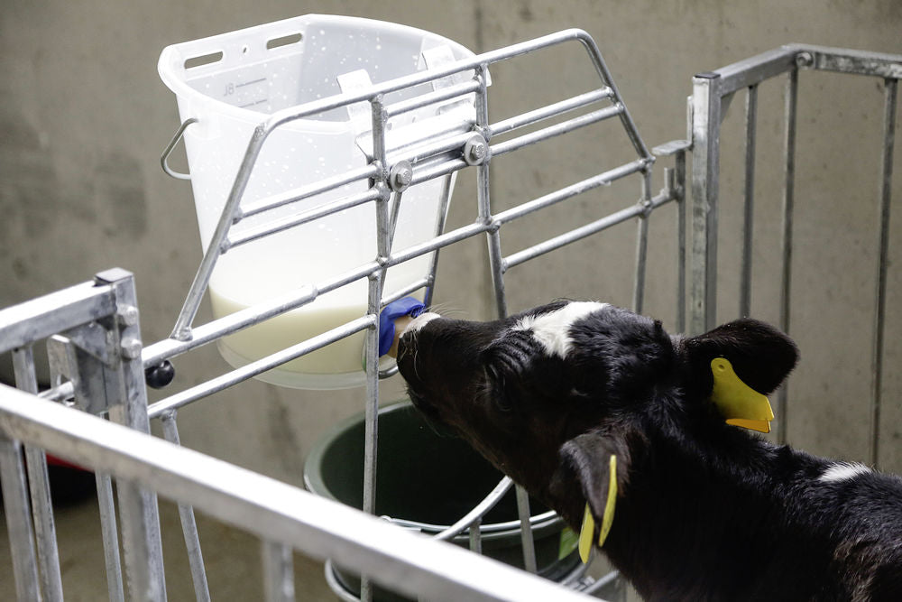 Cubo amamantador, tetinas y biberones para lactancia artificial. Importancia del Calostro. Tipos de sistemas de Crianza.