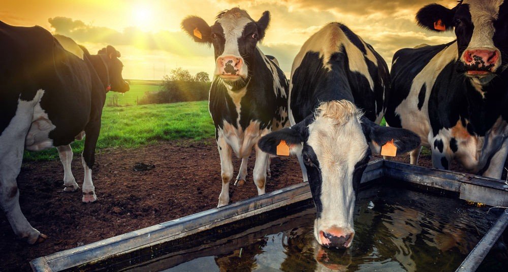 La importancia del agua para el ganado bovino