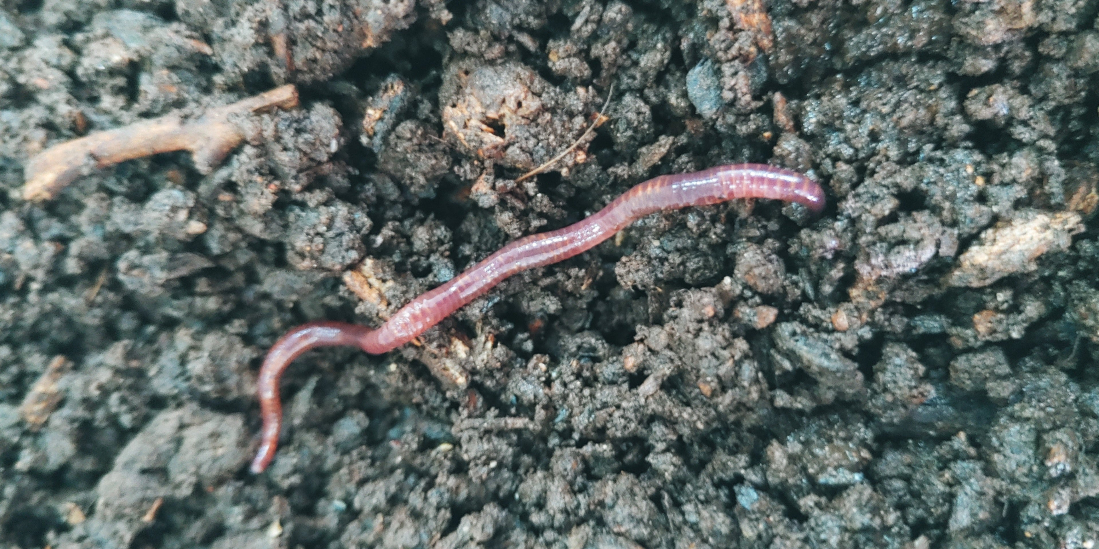 Los microplásticos amenazan la eficacia de biofertilizantes producidos por Lombrices de Tierra