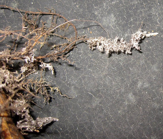 Uso de microorganismos en agricultura