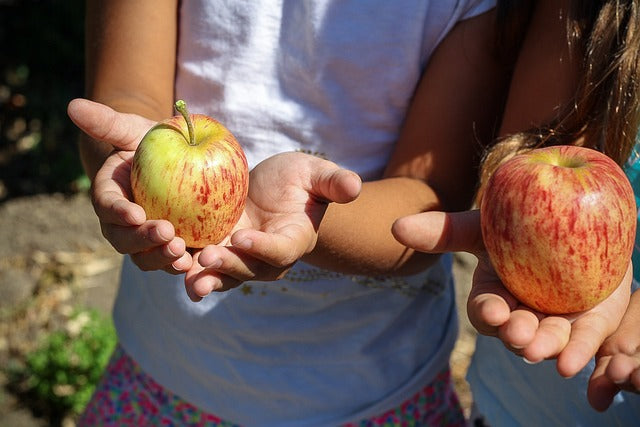 Programa escolar `Creando biodiversidad en mi huerto´