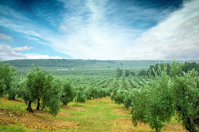 Campaña de recogida de la aceituna 2021. Balance de producción y costes asociados