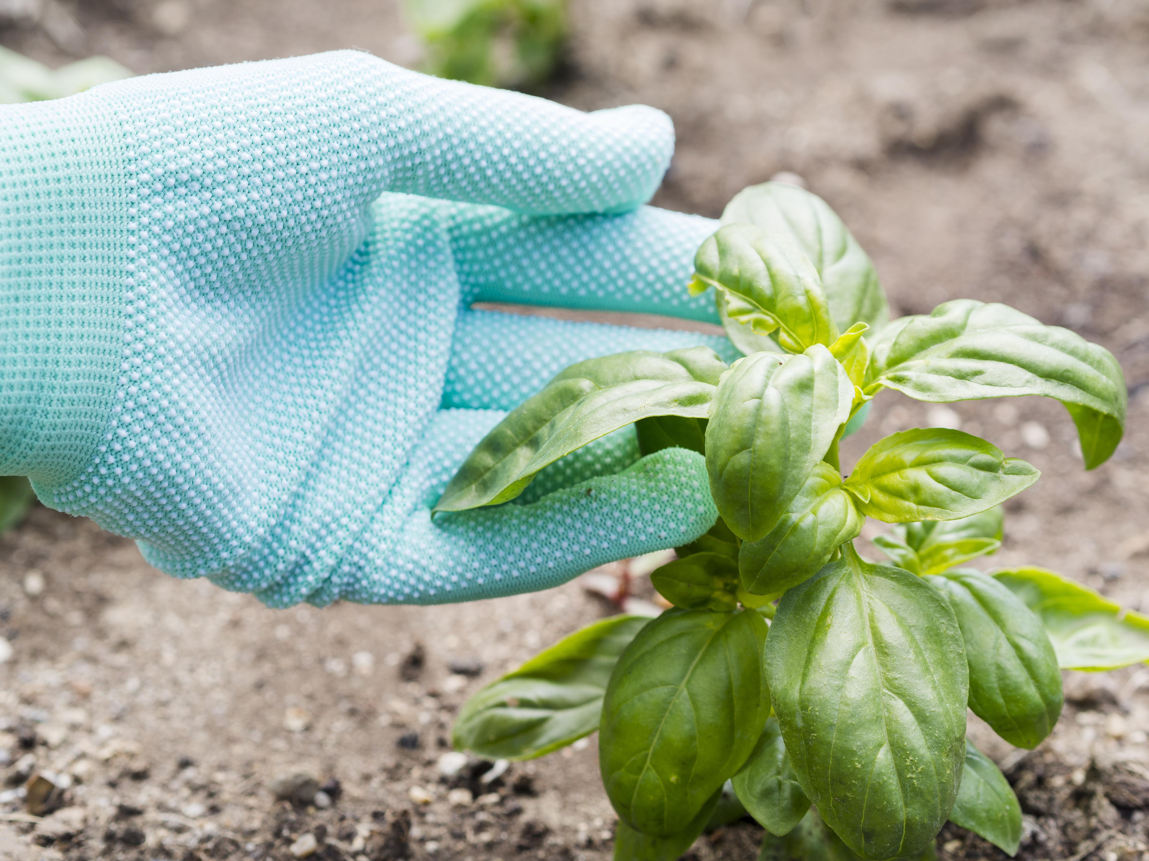 Diferencias entre fertilizante mineral, orgánico y bioestimulante: ¿cuál elegir para tu cultivo?