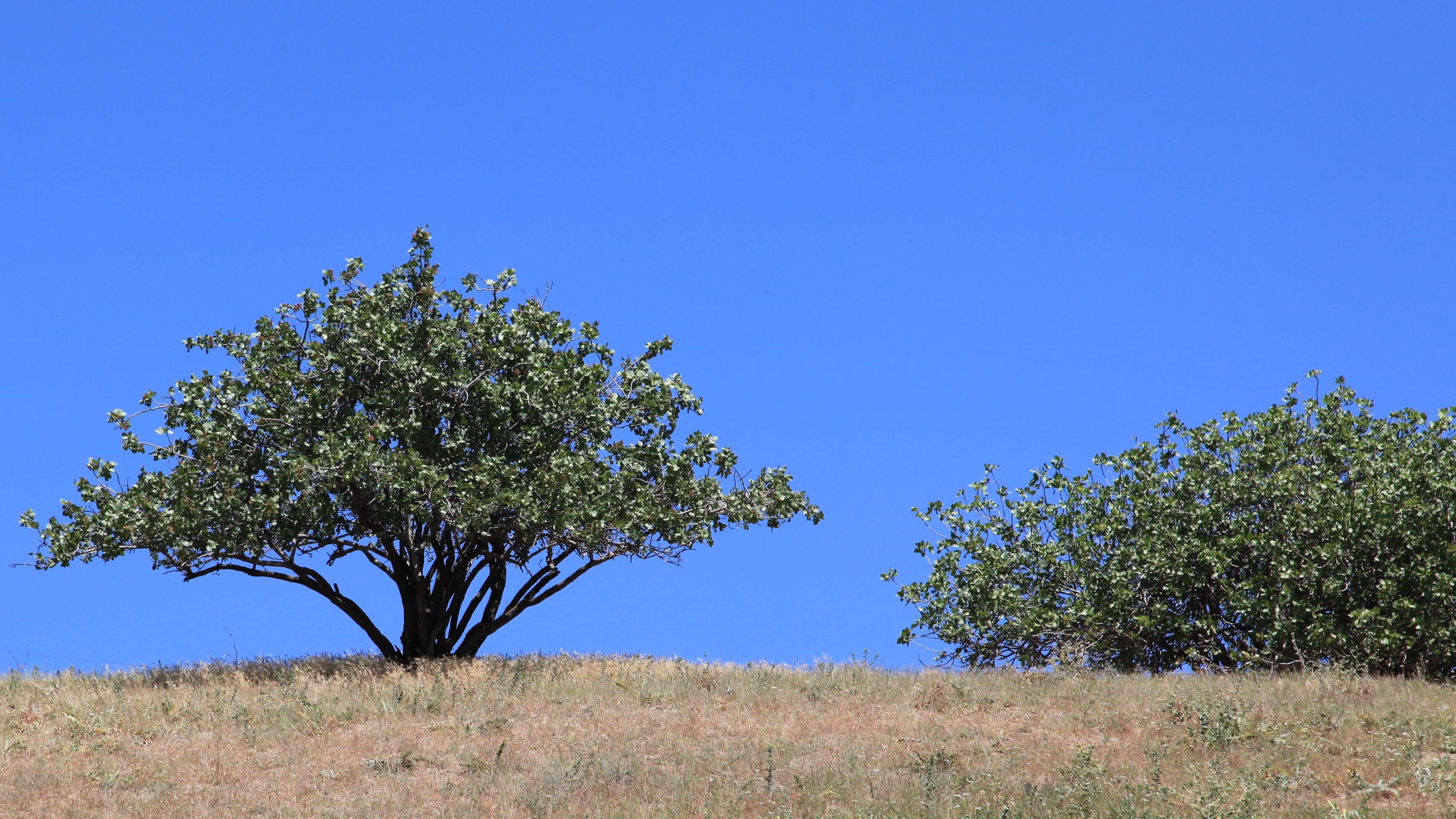 ¿Cuál es el papel de cada nutriente en la fertilización del pistacho?