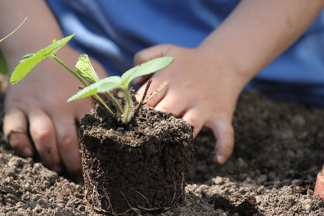 ¿Ya conoces los beneficios de abonar con aminoácidos esenciales tus cultivos para combatir el estrés de las plantas?