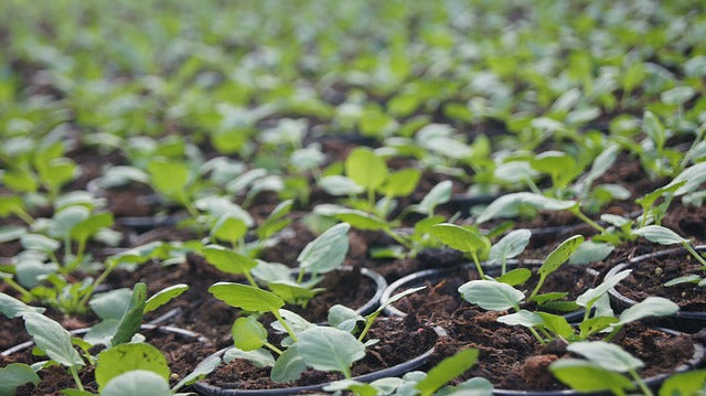 ¿Qué son los bioestimulantes con efecto enraizante?