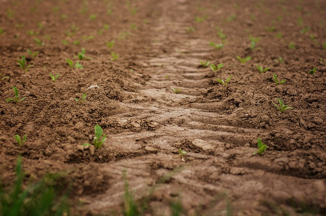 Abonos foliares: fertilizar ante la falta de lluvia