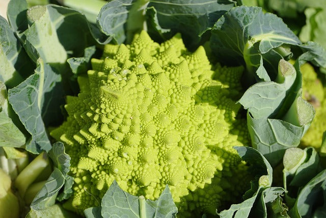 Uso de fósforo en crucíferas como el romanescu