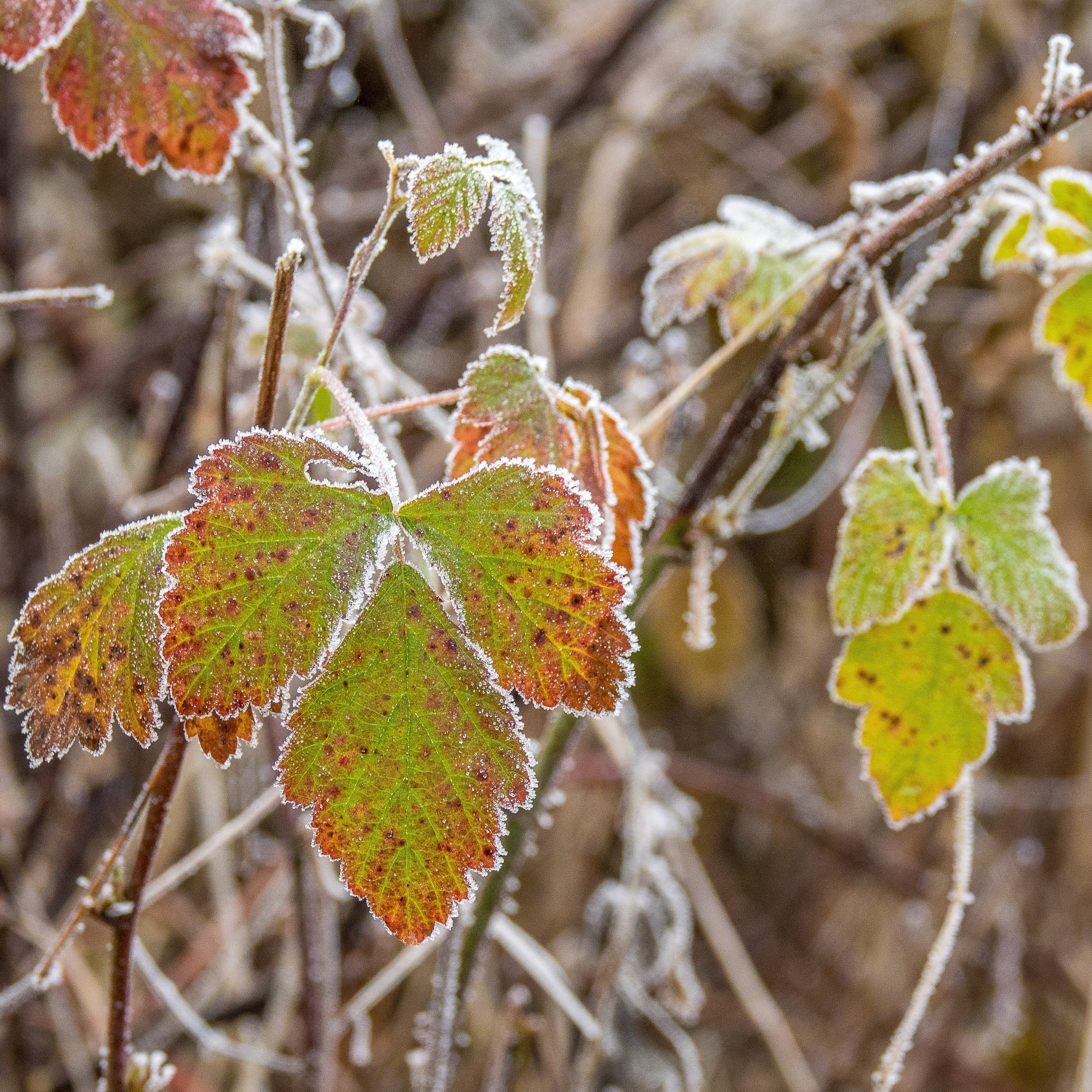 Los errores más comunes al cuidar un huerto en invierno y cómo evitarlos