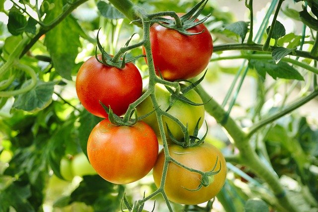 Cultivo de tomates: problemas más frecuentes