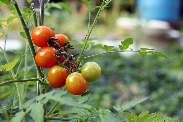 Tomate ecológico de producción española