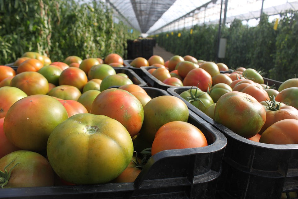 ¿Quieres saber más sobre Fertilizantes Quelatados para Hortícolas?